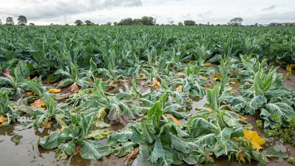 Cauliflower loss due to flooding - Lincolnshire, October