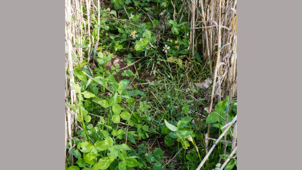 Clover undersown into an organic wheat crop