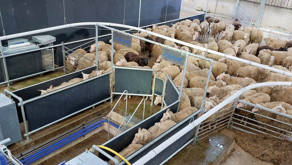 Sheep held in a collecting yard