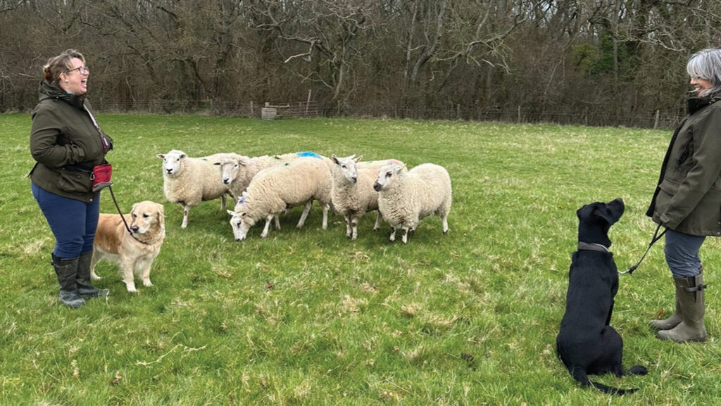 Dogs with sheep during training