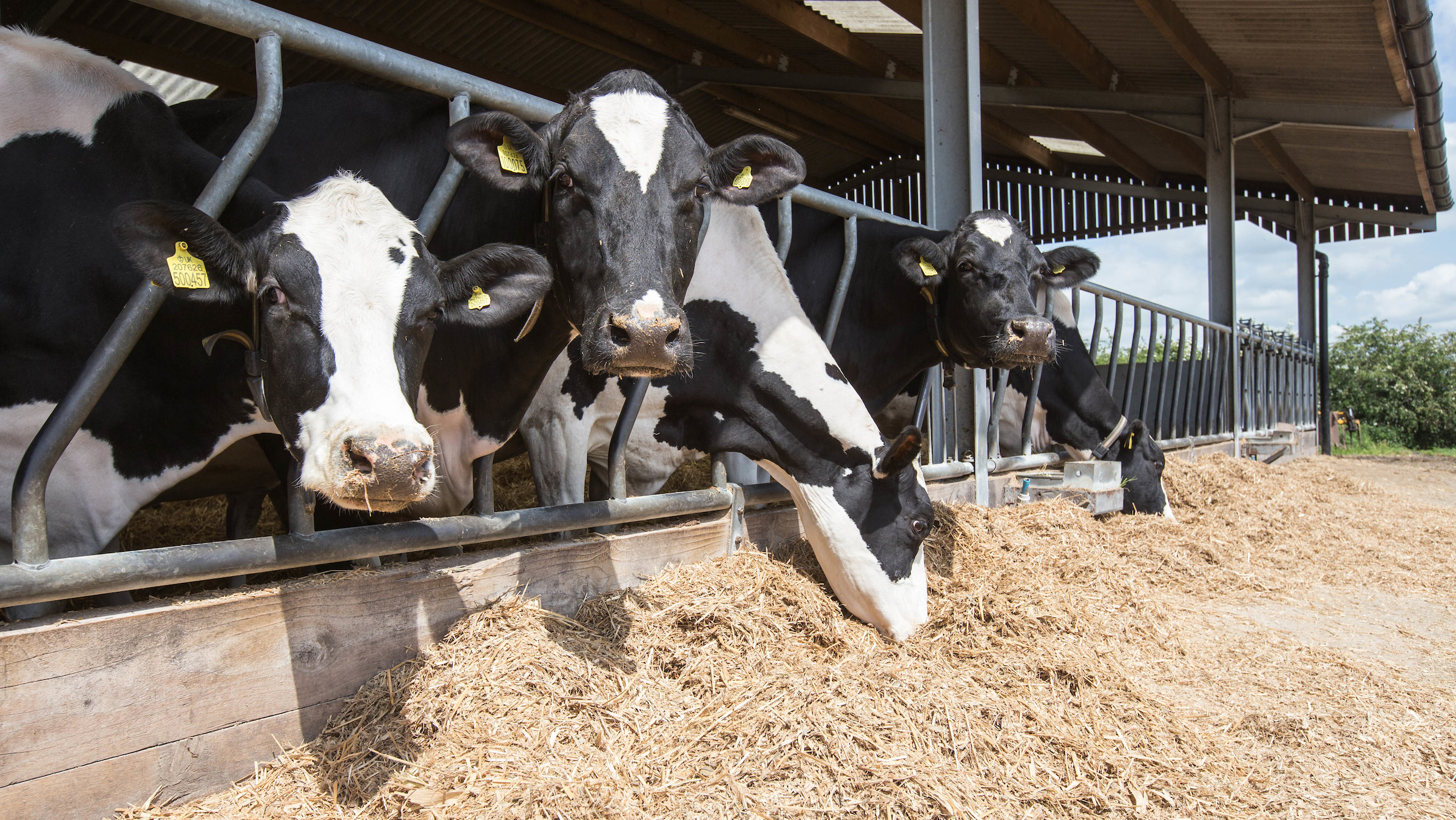 Grazing dairies urged to help develop parasite forecast model - Vimarsana News