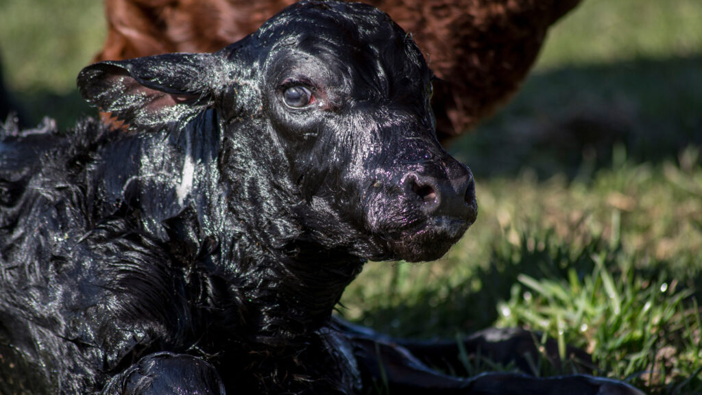 Newborn Angus calf outdoors