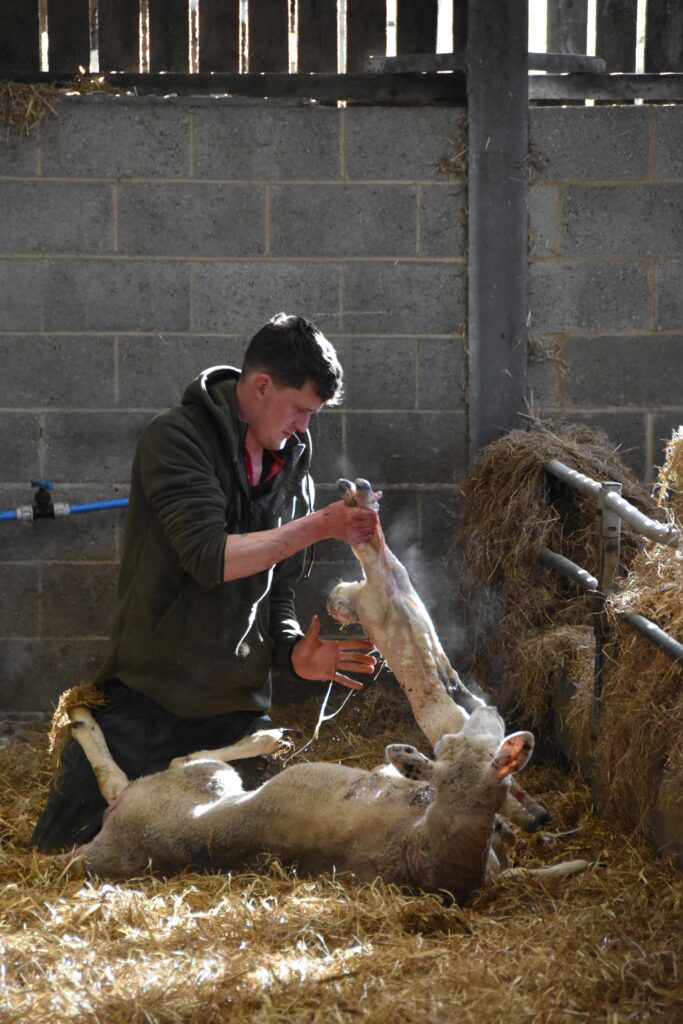 Young person helping a Lleyn ewe give birth to triplets