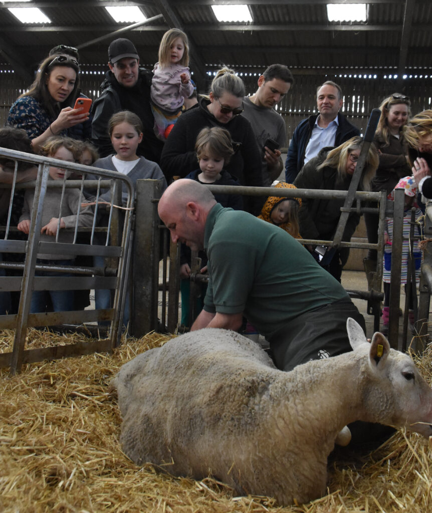 A lambing tour at Daylesford Organic Farm