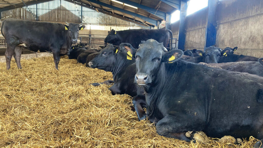 Cattle lying down on straw in a large shed