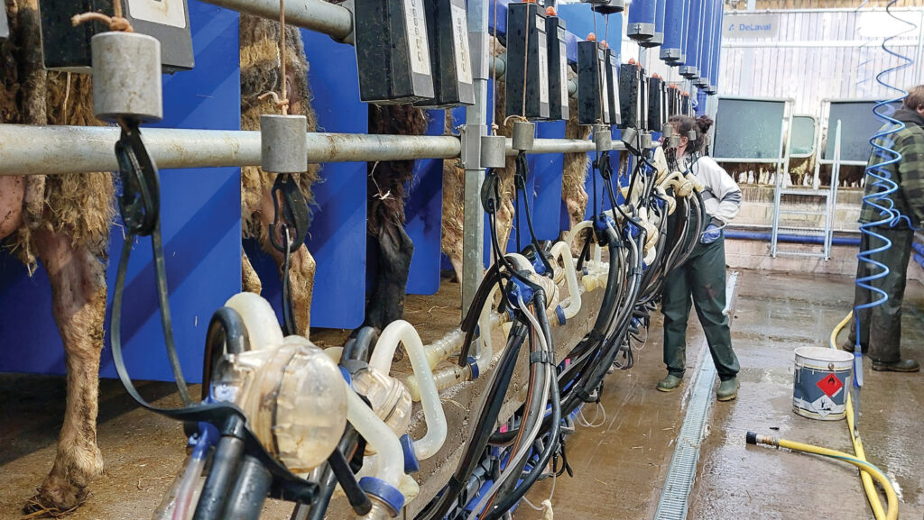 View down a milking parlour