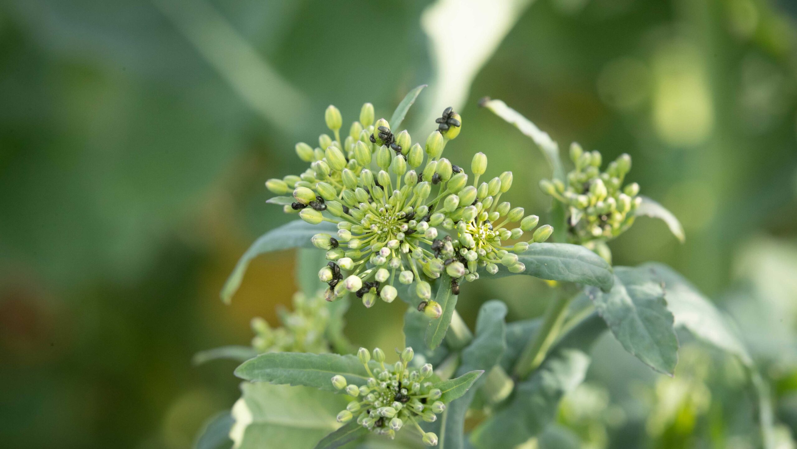 How insect sensors enhance pest detection and reduce chemical use - Vimarsana News