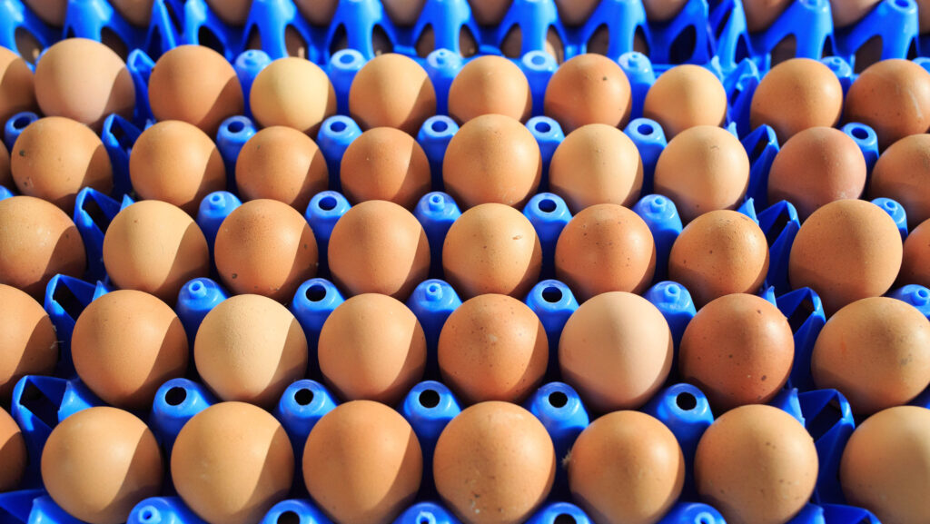 Packing eggs on a free-range farm