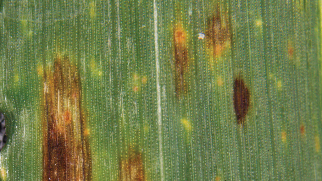 Ramularia leaf spot disease on barley