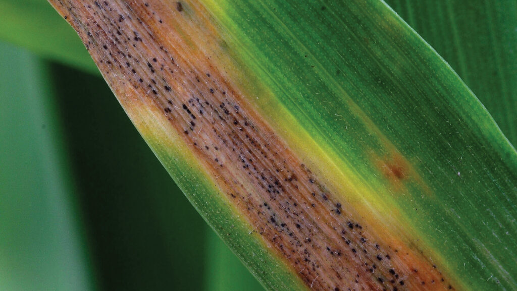 septoria disease on winter wheat