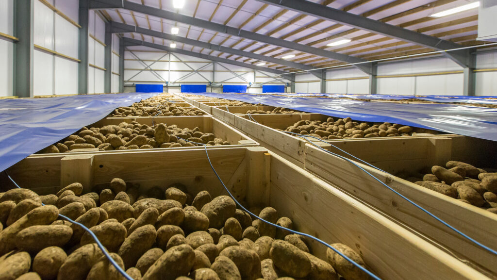 Stored potatoes
