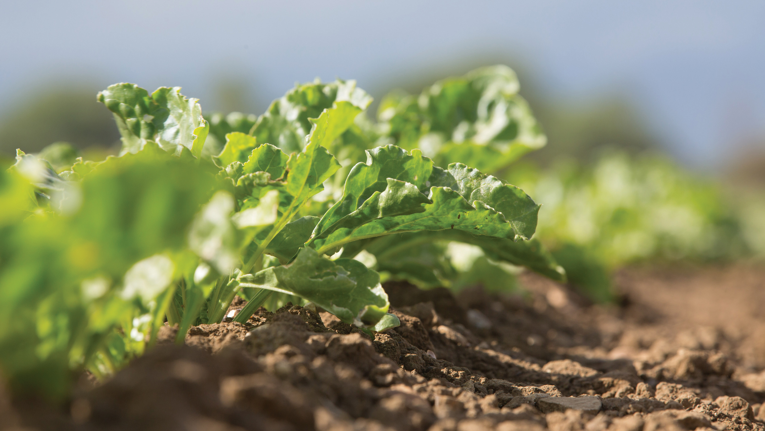 Sugar beet futures at £36/t with EU crop area set to increase - Vimarsana News
