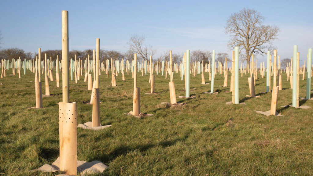 Newly planted trees with support posts