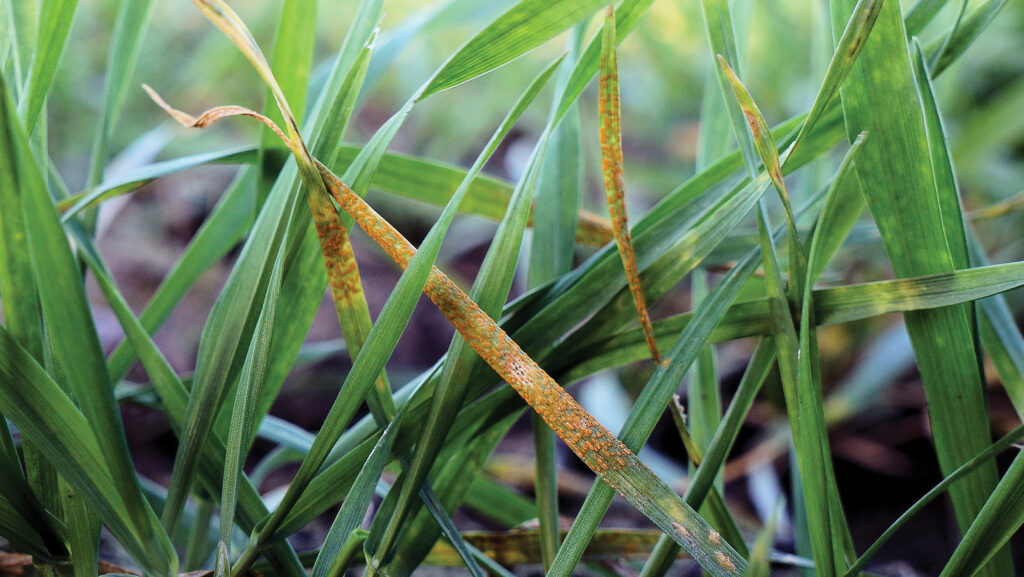 Yellow rust infection