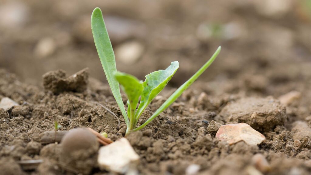 Young sugar beet plant emerging from the soil