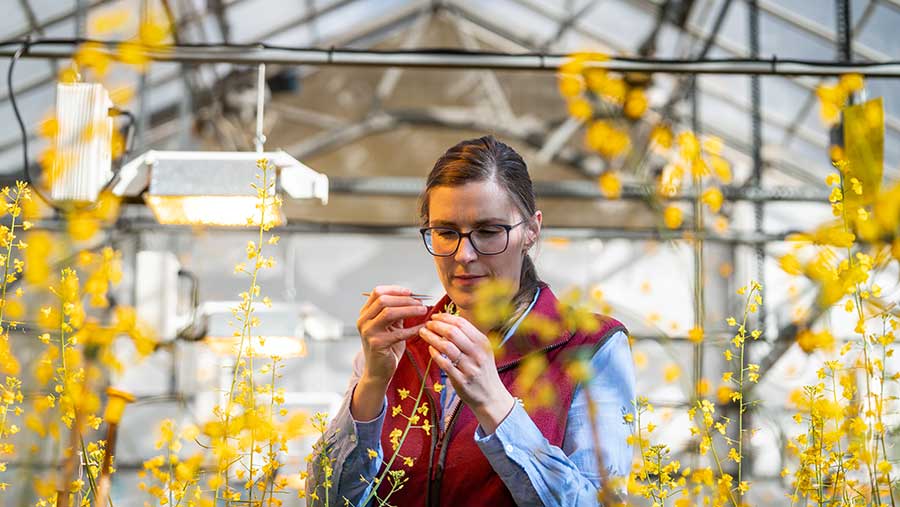 Scientist examining crops in a glasshouse