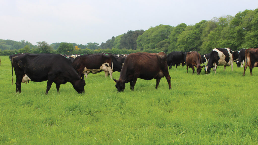 Dairy cows grazing