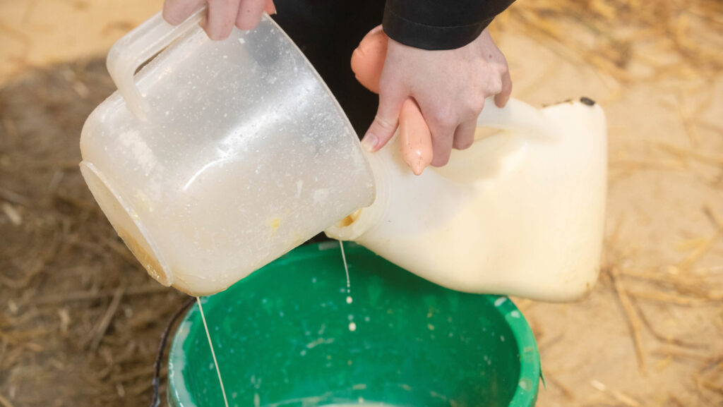 Bucket being filled with colostrum