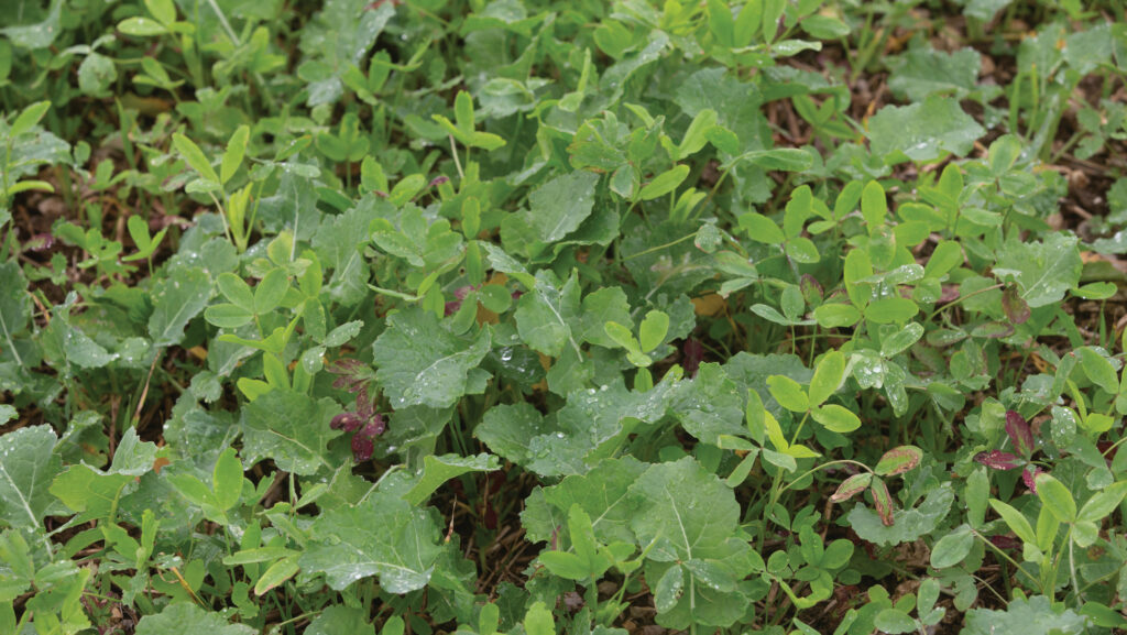 Clover growing as companion crop