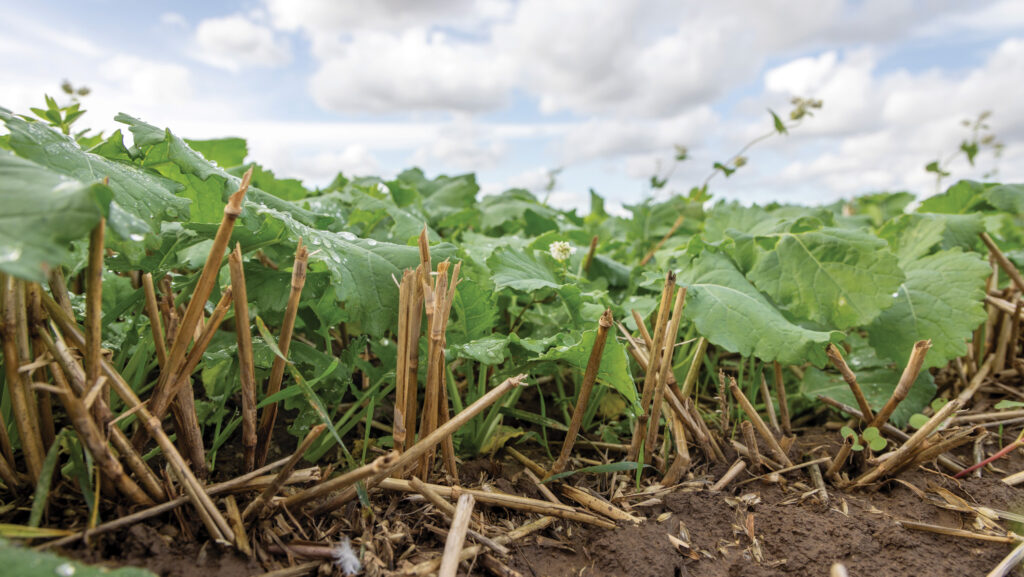 Cover crop in wheat stubble