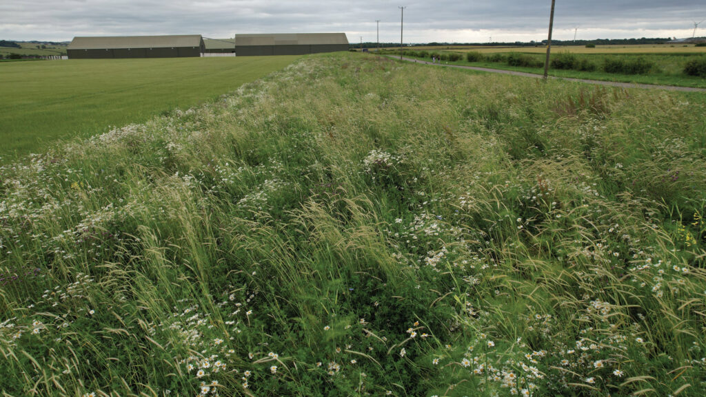 Cover crop margin at Balgonie Estates