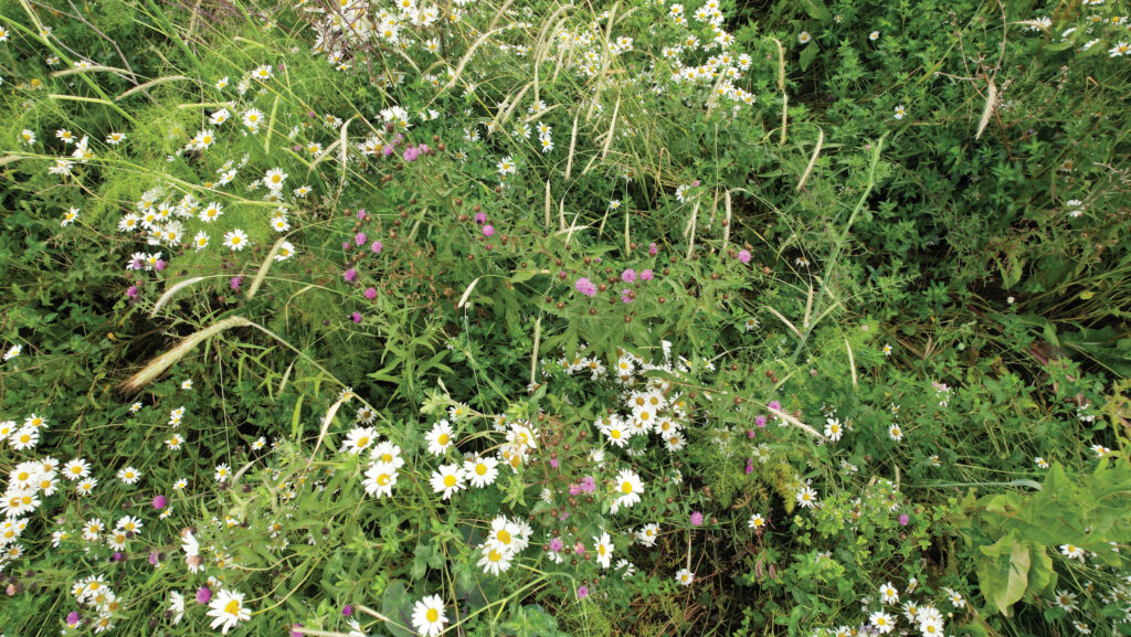 Cover crop margin on Balgonie Estates