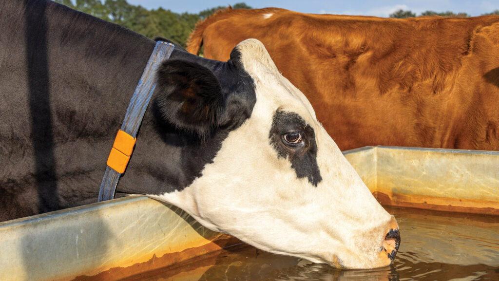 Cow drinking