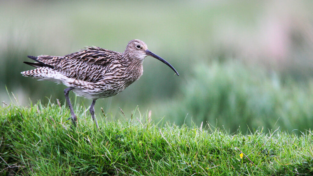 Curlew © Andy Hay
