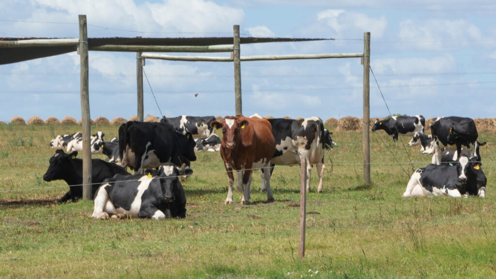 Dairy cows in field with awning