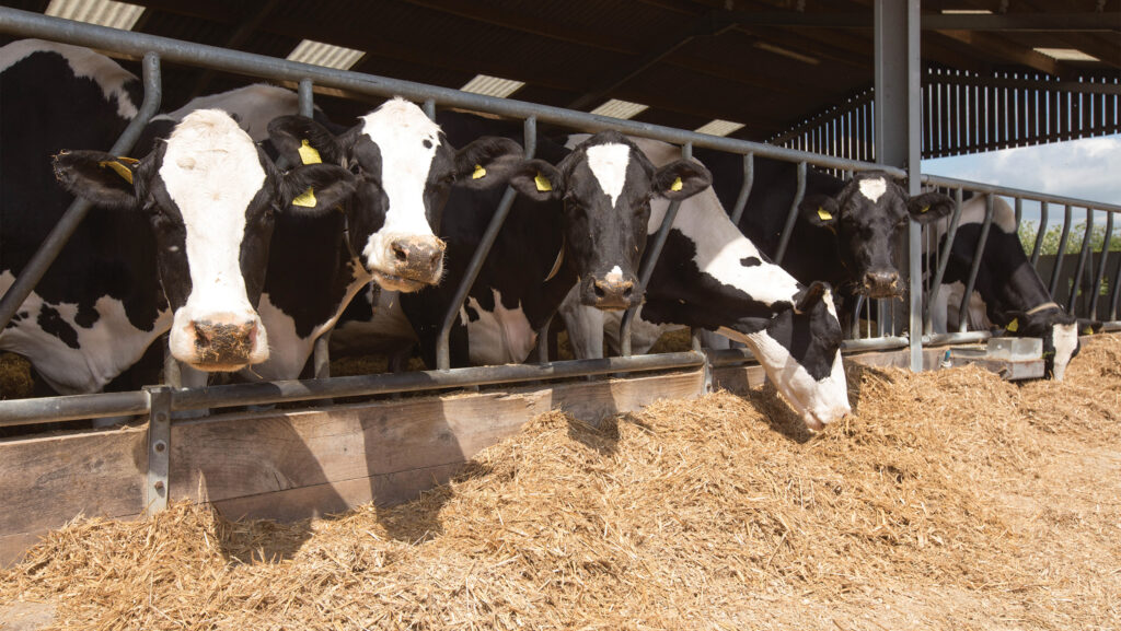 Dry dairy cows in straw yard