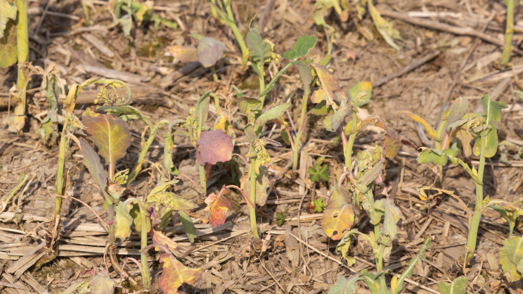 Failed oilseed rape crop