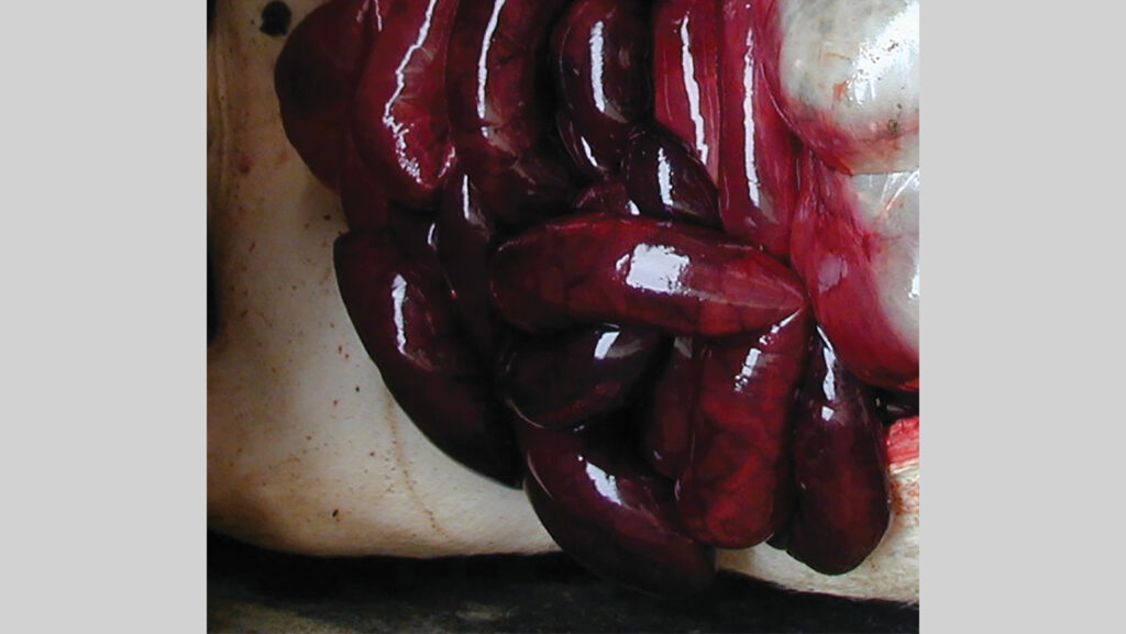 Intestinal torsion in a finisher pig