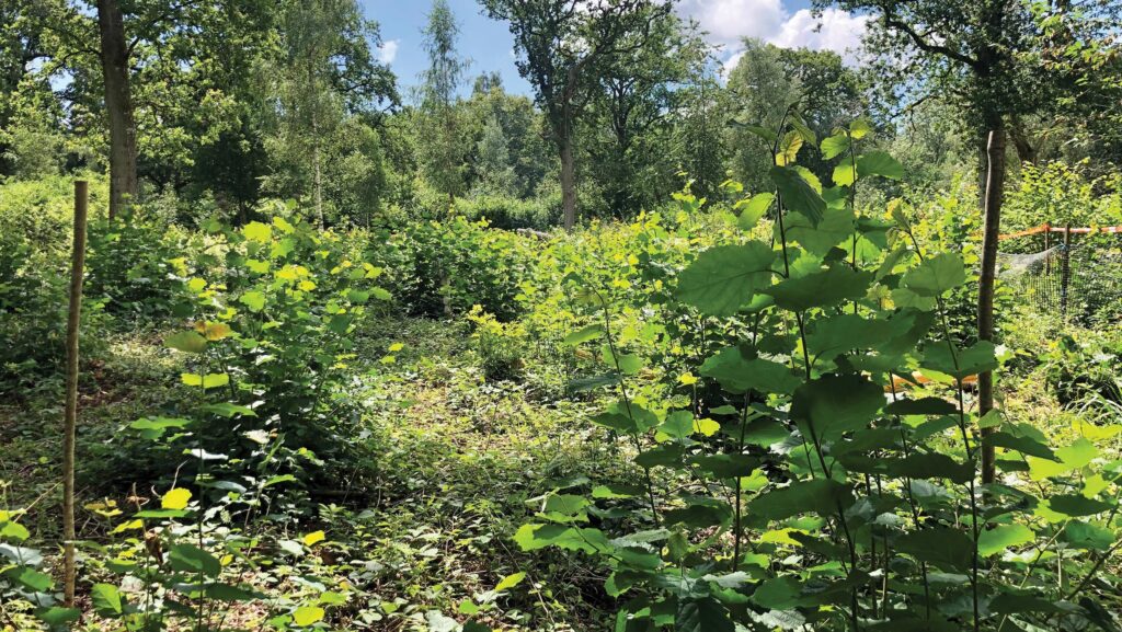 Hazel coppice with low shoots and undergrowth