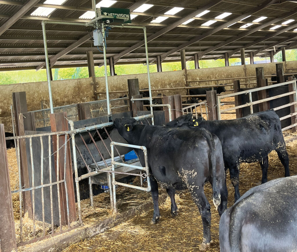 Herdvision camera system in shed