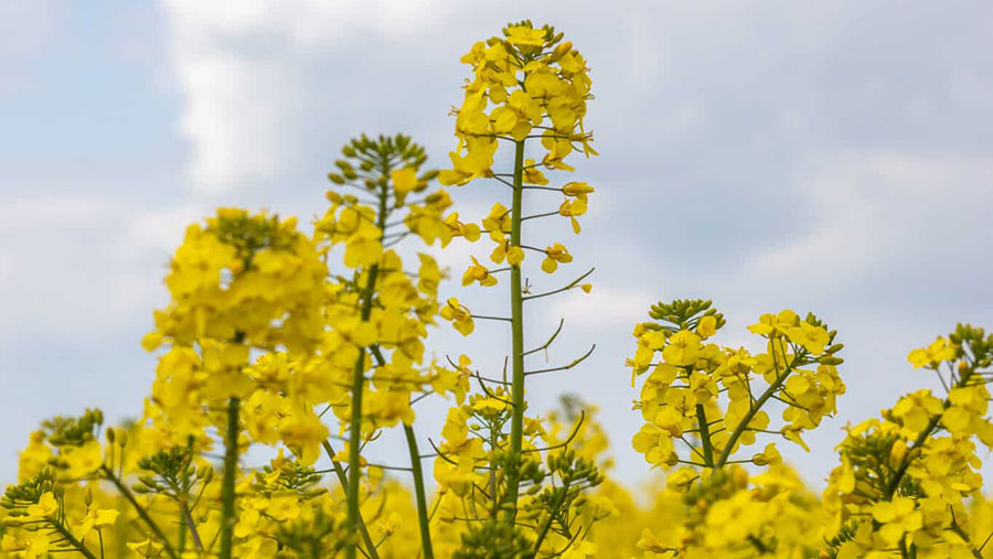 Oilseed rape