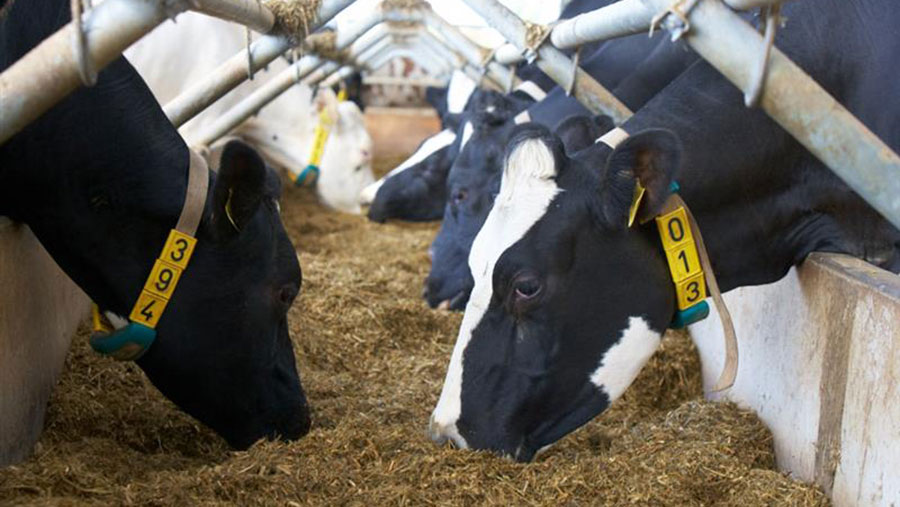 Cows feeding on hay