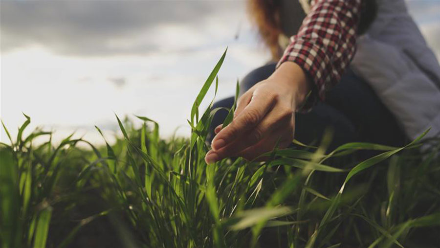 Person inspecting crops