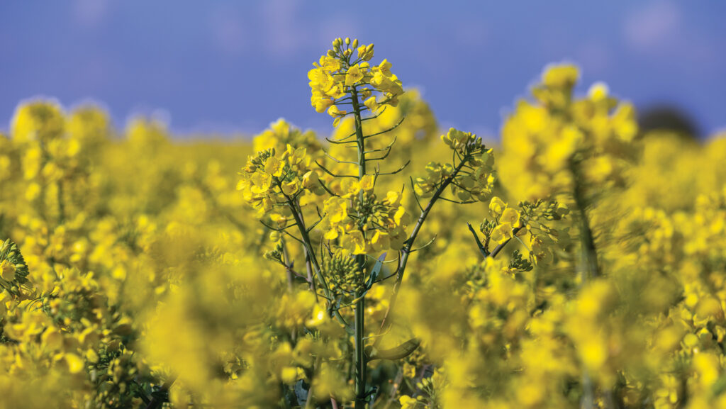 OSR in flower