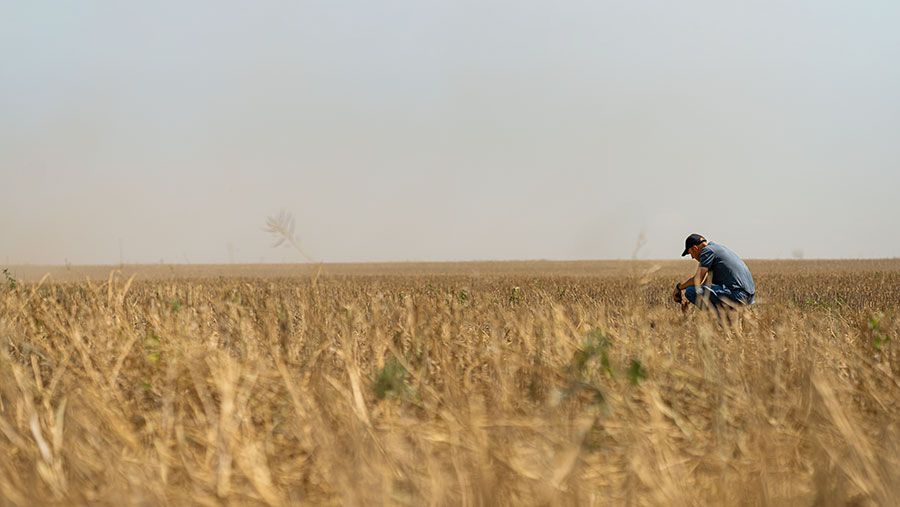 Person assessing crops in field