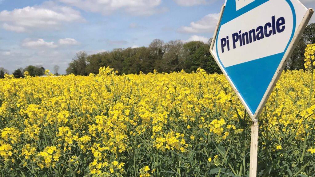 Pinnacle oilseed rape