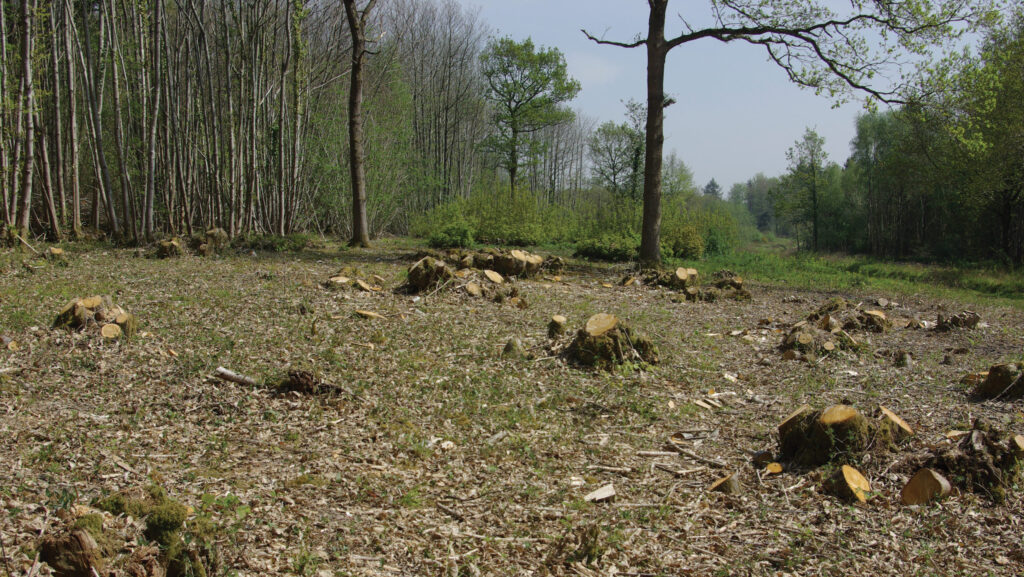 Newly coppiced sweet chestnut © Forestry Commission