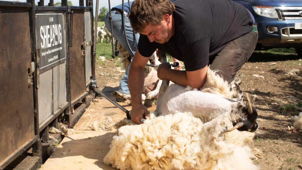 Shearing contractor clipping ewes