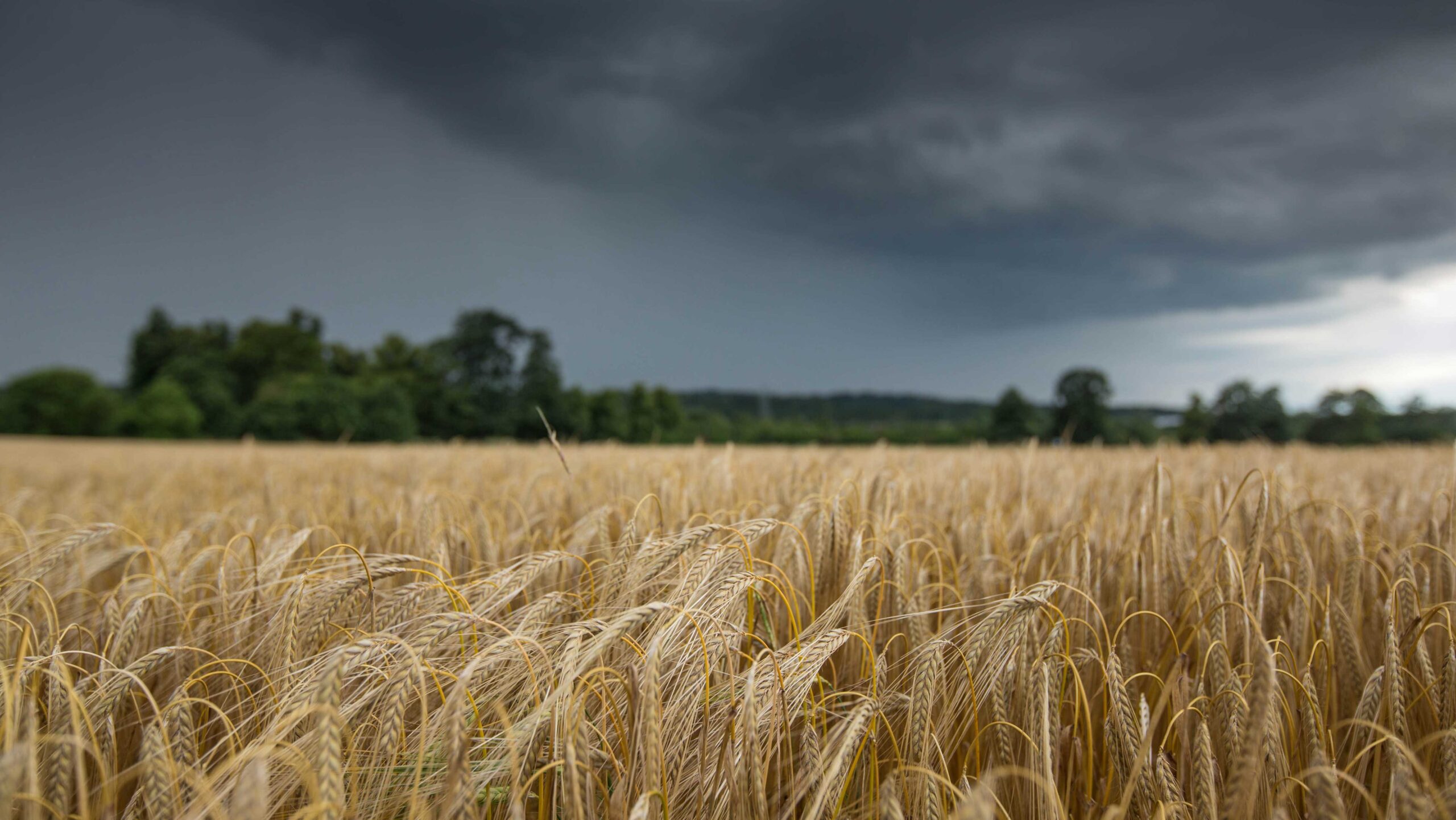 'Halt BPS cuts' says NFU as farmer confidence plummets - Vimarsana News