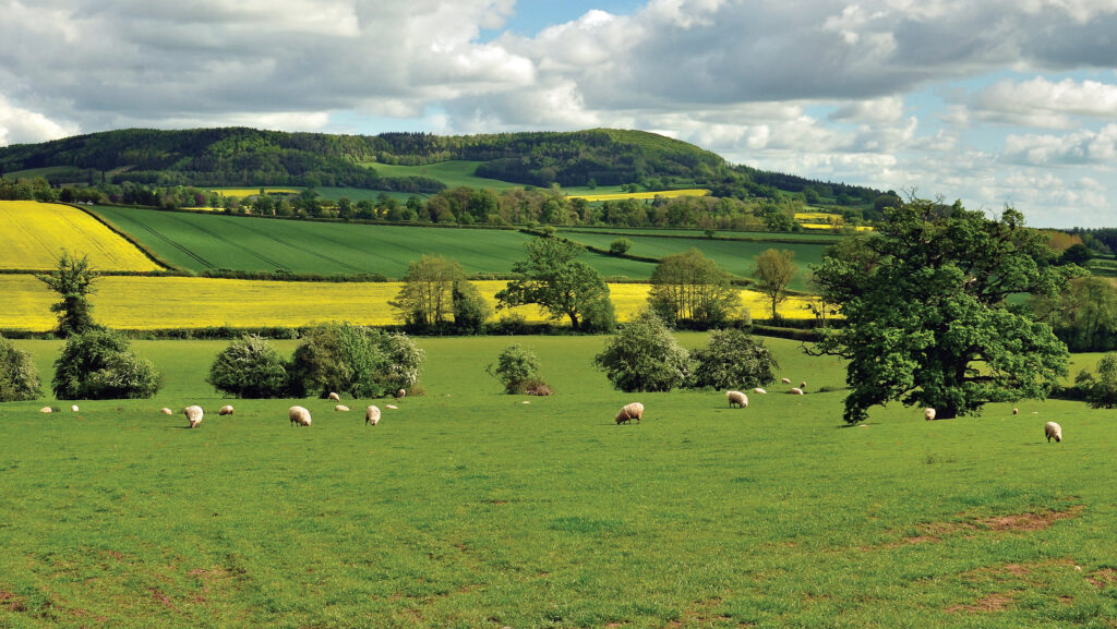 Summer landscape with sheep