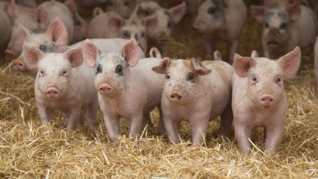 Pig producers’ views wanted for zinc oxide study - Farmers Weekly