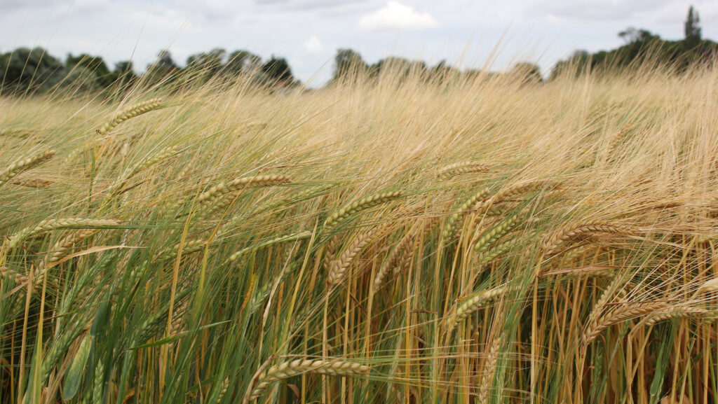 Skyway spring barley © Agrii