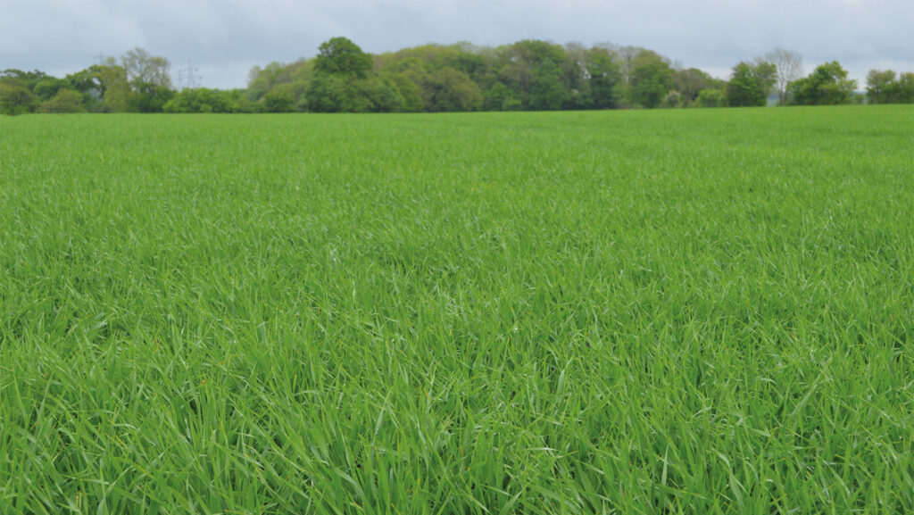 Skyway spring barley in mid-May