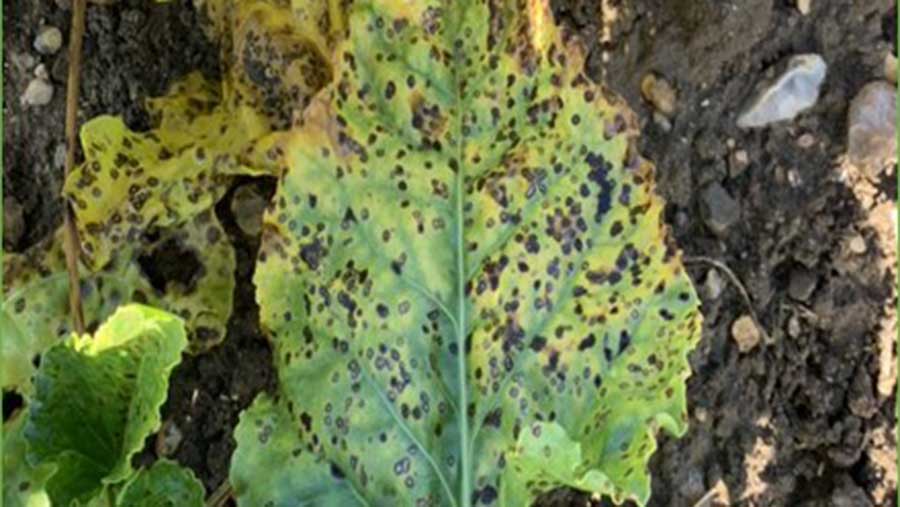 Cercospora on leaf