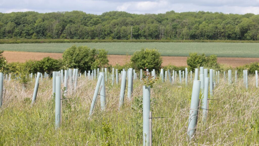 Young tree plants