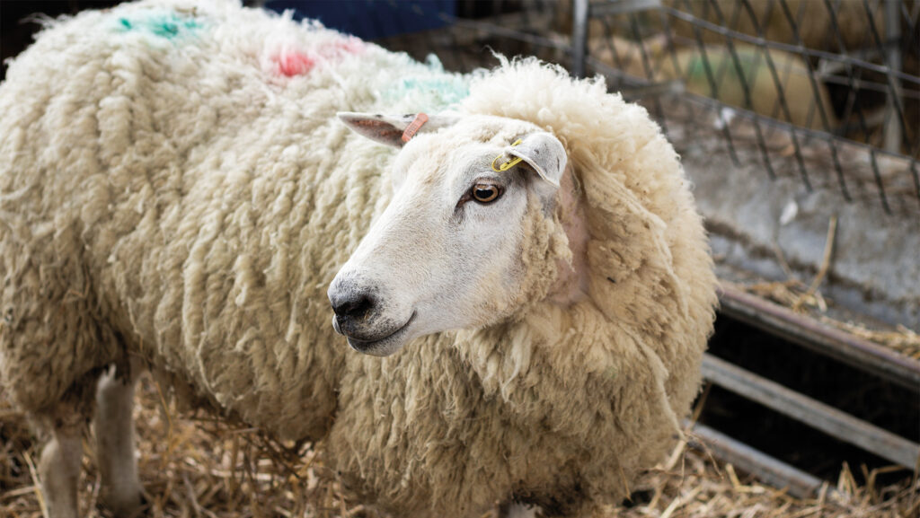 Crossbred ewe